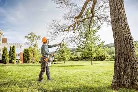 Tree Care